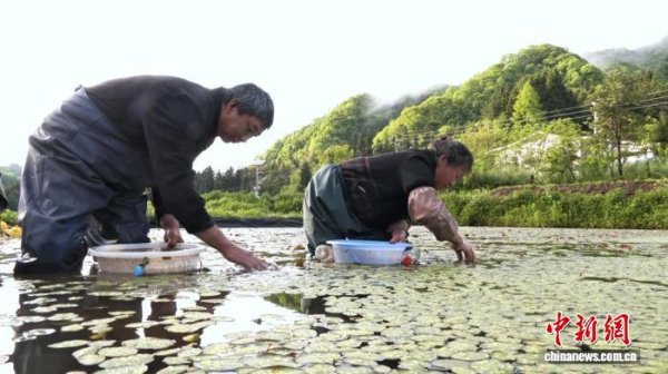 车优配 （走进中国乡村）重庆“水中人参”游向世界