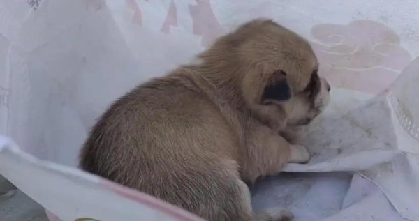 尊享配资 小奶狗被扔袋子里冻得发抖，小哥暖心救下，结局却让人意外
