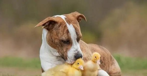 利配网 狗狗虽萌，新宠慎选！这些动物养一起准翻脸？