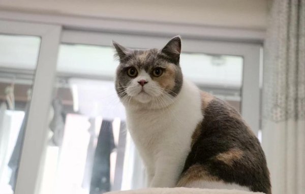 辉煌优配 英短猫咪治愈日常，压力再大也挡不住，这份温暖你想要吗？