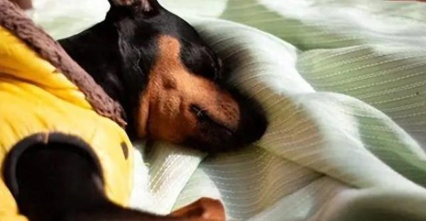 集采优配 狗狗临死前悄悄走开，只为不让主人伤心？真相让人泪崩