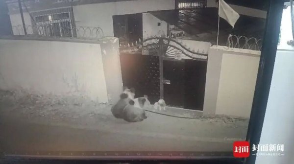 稳益配 两棕熊夜闯小院叼走流浪狗 ，屋内人30秒帮它“熊口脱险”