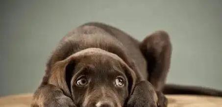 華鑫證券 狗狗吓得躲角落？这三件事让它心慌慌，铲屎官快学两招！