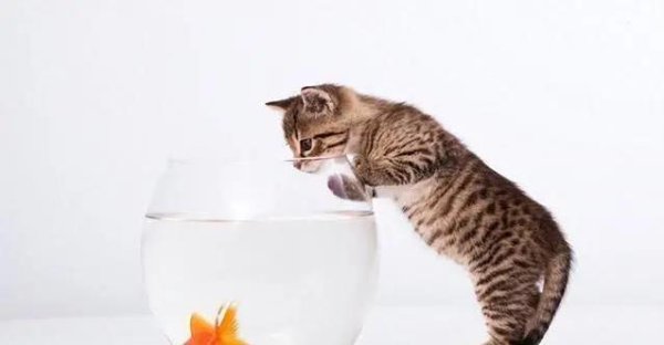 第二证券 猫咪盯着鱼缸不放，小鱼吓得不敢游，怎么破？